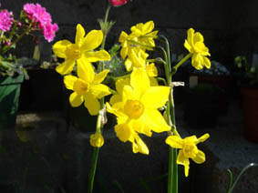 Narcissus assoanus